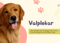 Valplekar