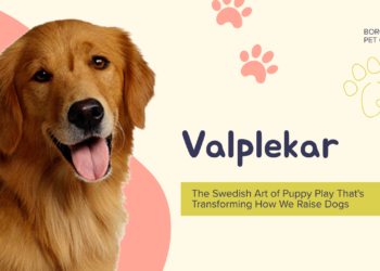 Valplekar